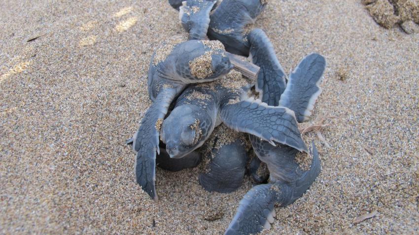 ΕΚΚΟΛΑΨΗ ΑΥΓΩΝ ΧΕΛΩΝΕΣ