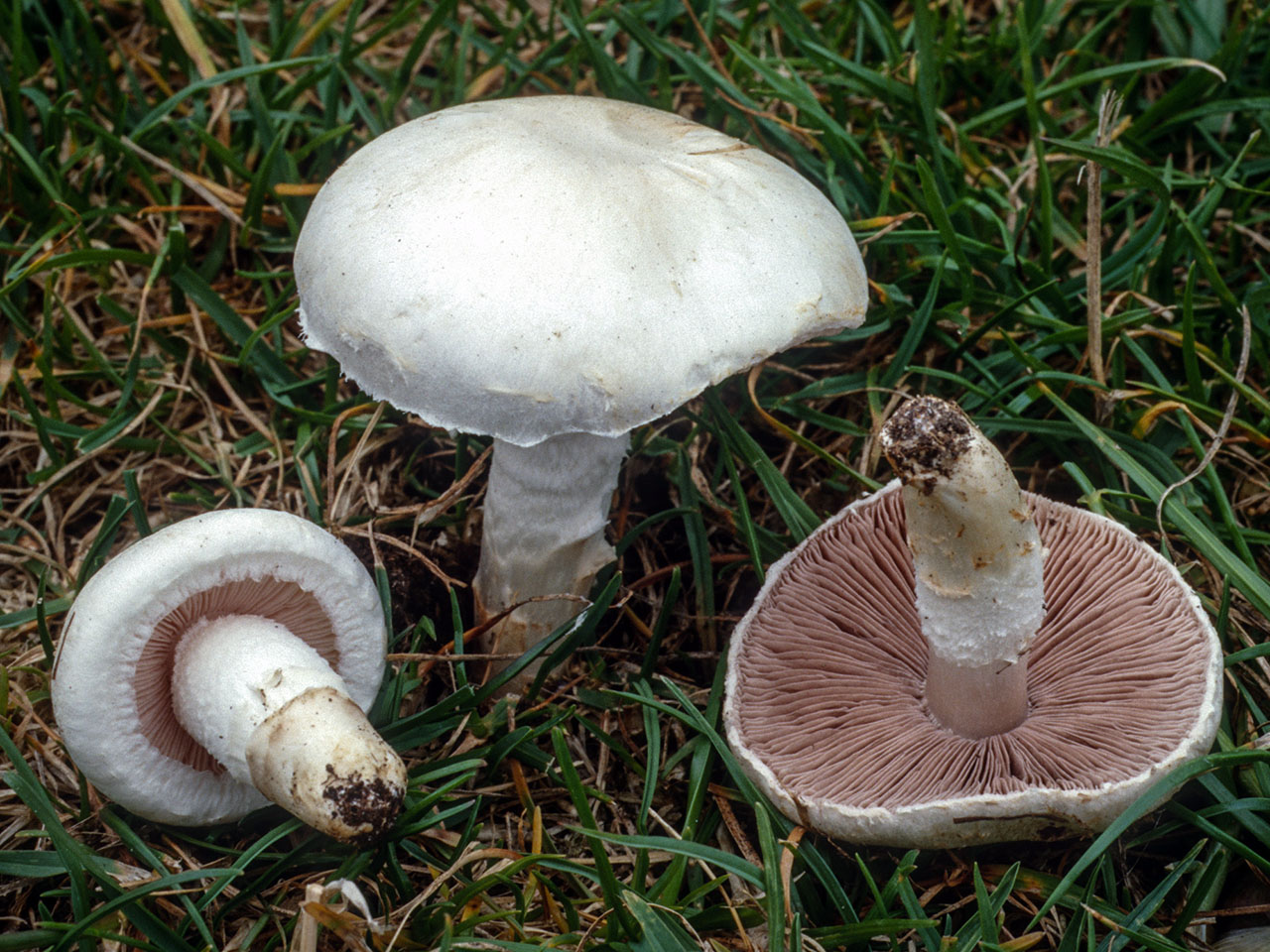 Agaricus campestris «Πουρούδι»