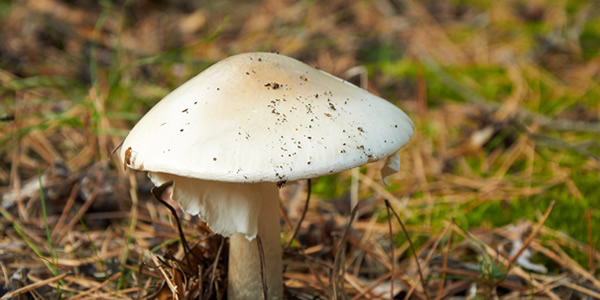 Amanita phalloides