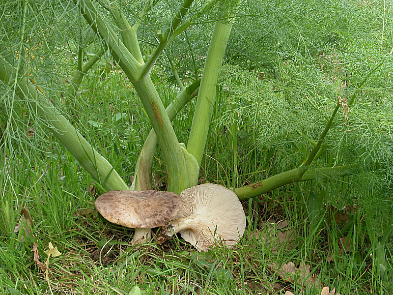 Pleurotus eryngtt var. ferulae «Μανιτάρι της αναθρήκας»