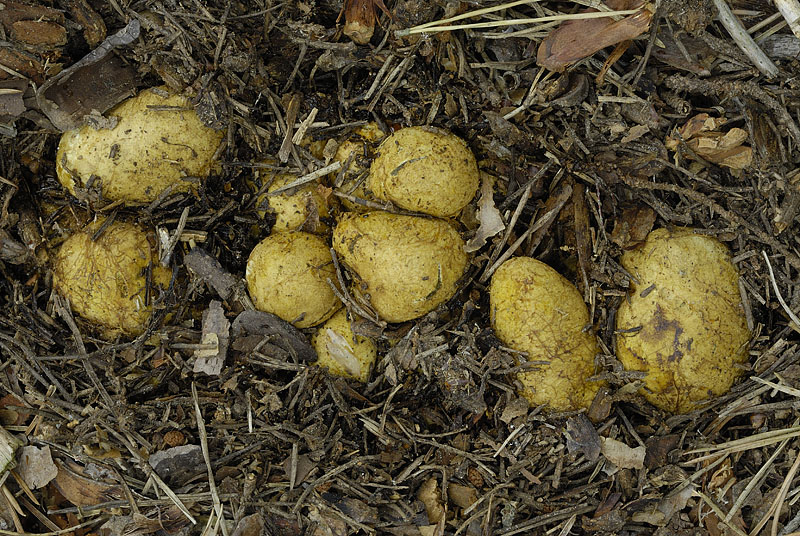 Rhizopogon luteolus