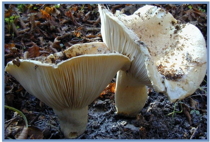 Russula delica «Ασπομανίταρο»