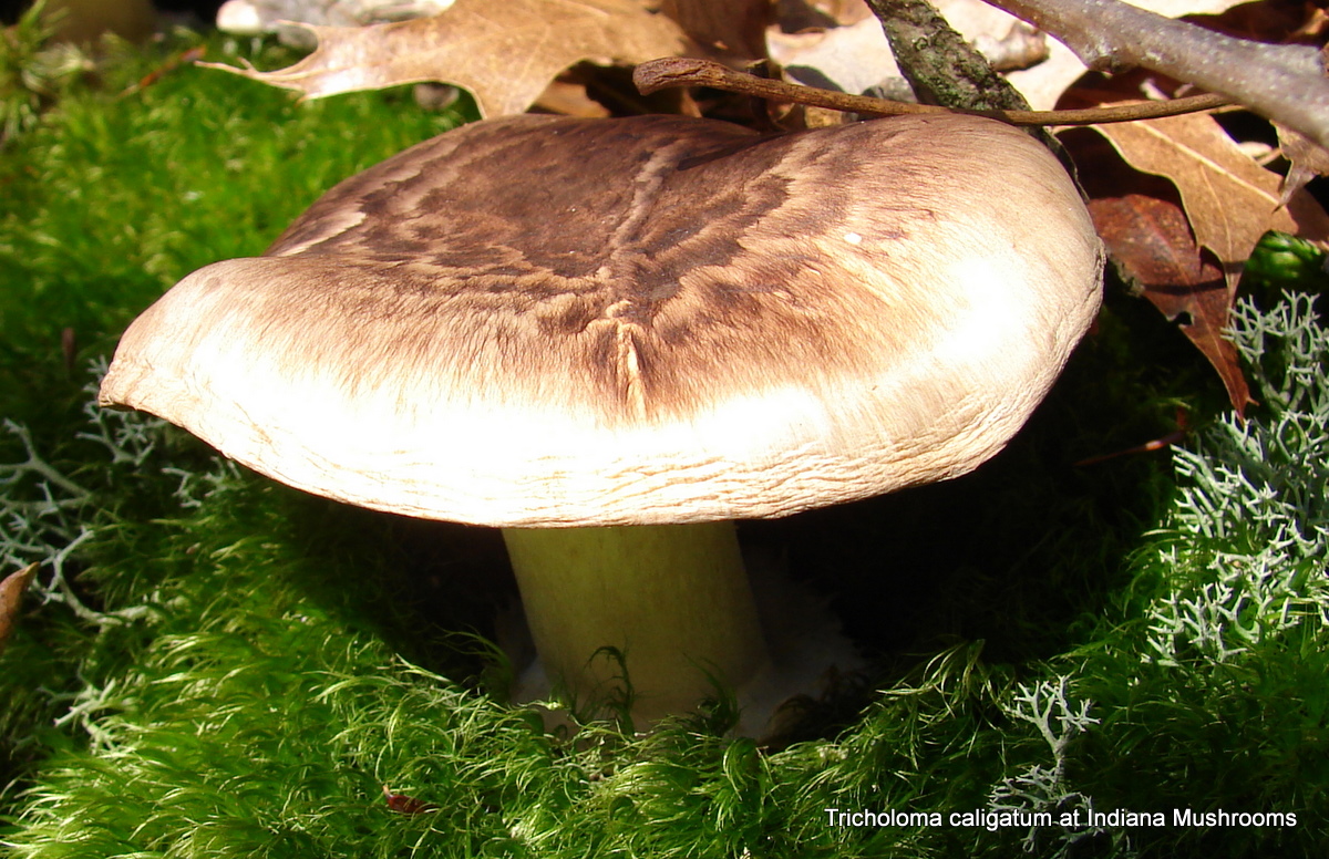 Tricholoma catigatum  «Ήμερο» ή «Μαραθεύτικο»