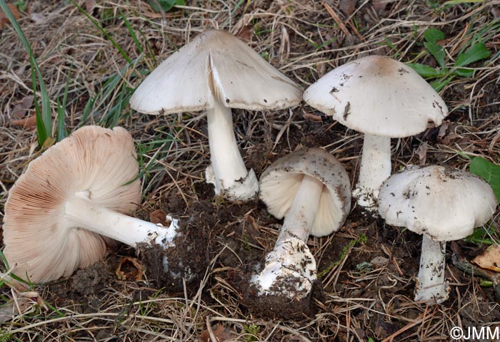 Volvariella spectosa var. glotocephala