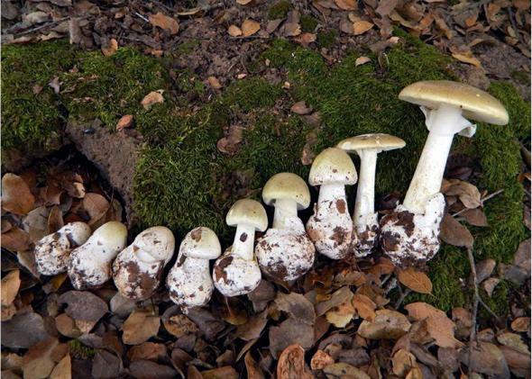 "amanita phalloides"