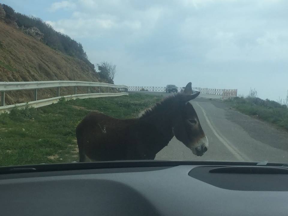 ΡΙΖΟΚΑΡΠΑΣΟ