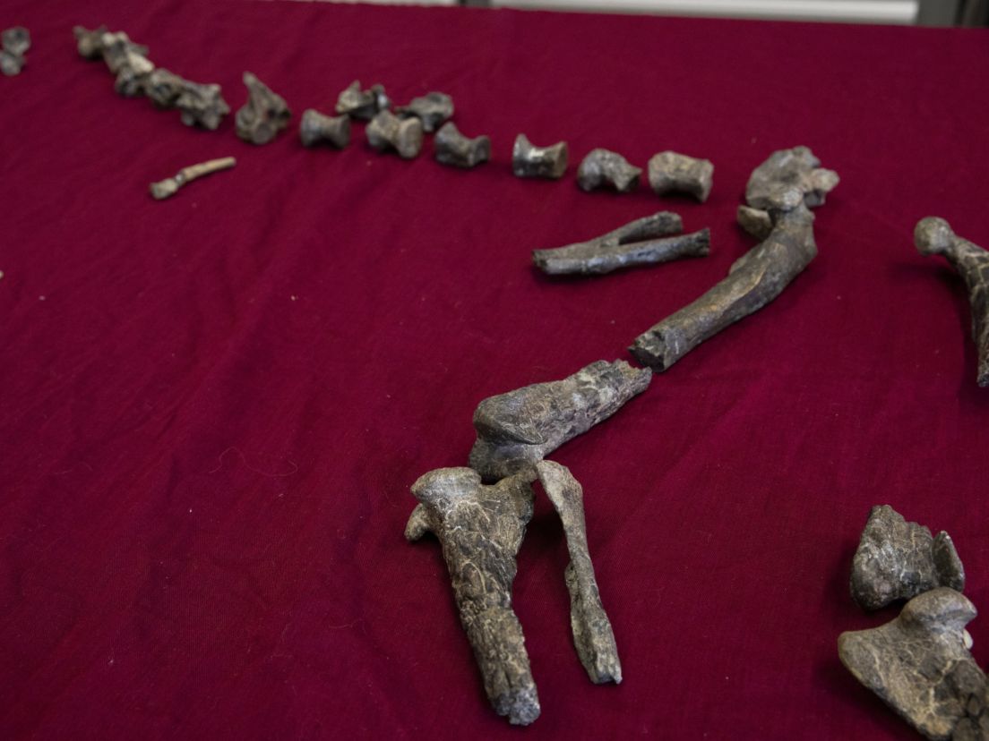 ΔΕΙΝΟΣΑΥΡΟΣ