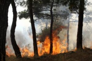 Υπό έλεγχο η πυρκαγιά που απείλησε να κάψει το δάσος Τροόδους