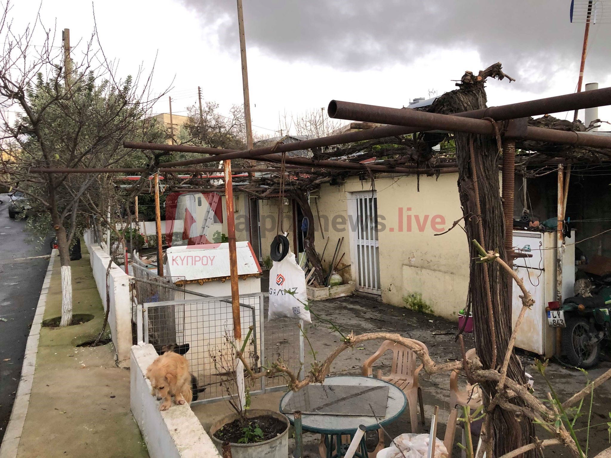 πτώση δέντρου λεμεσόσ 06 02 2020