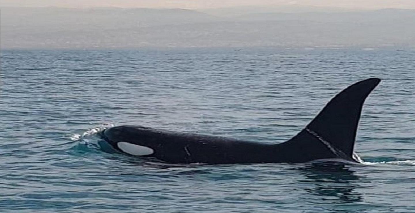 Από τον Ατλαντικό ωκεανό ταξίδεψε στη θάλασσα της Κύπρου (ΒΙΝΤΕΟ)