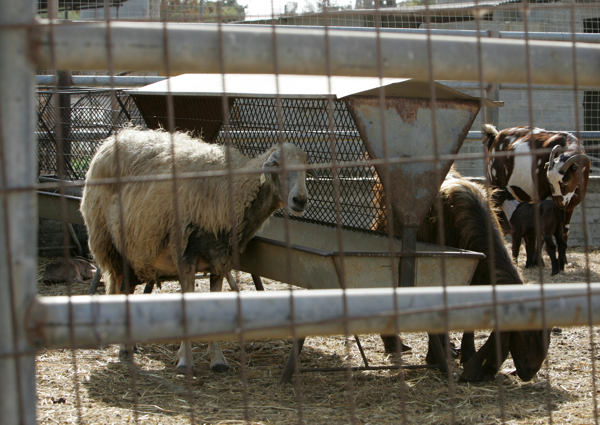 Στη Βουλή για εξαγωγές ζωντανών ή σφάγιων αμνοεριφίων στο Ισραήλ (ΒΙΝΤΕΟ)