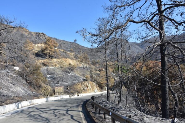 Όσα πρέπει να γνωρίζεις για την αναδάσωση της καμένης γης