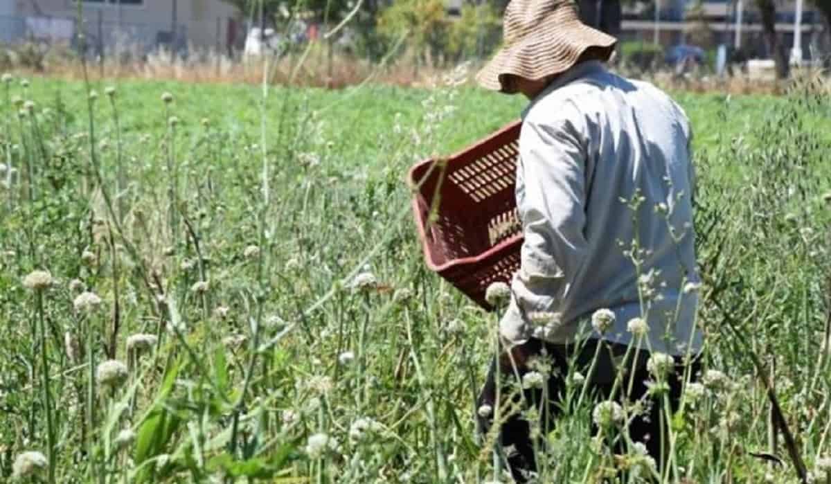 Αναζητούν ακόμη λύση στο πρόβλημα με τους εποχιακούς εργάτες