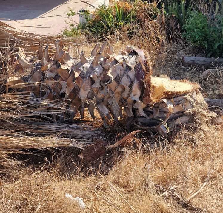 ΠΡΩΤΑΡΑΣ ΔΕΝΤΡΟ ΤΡΑΥΜΑΤΙΣΜΟΣ