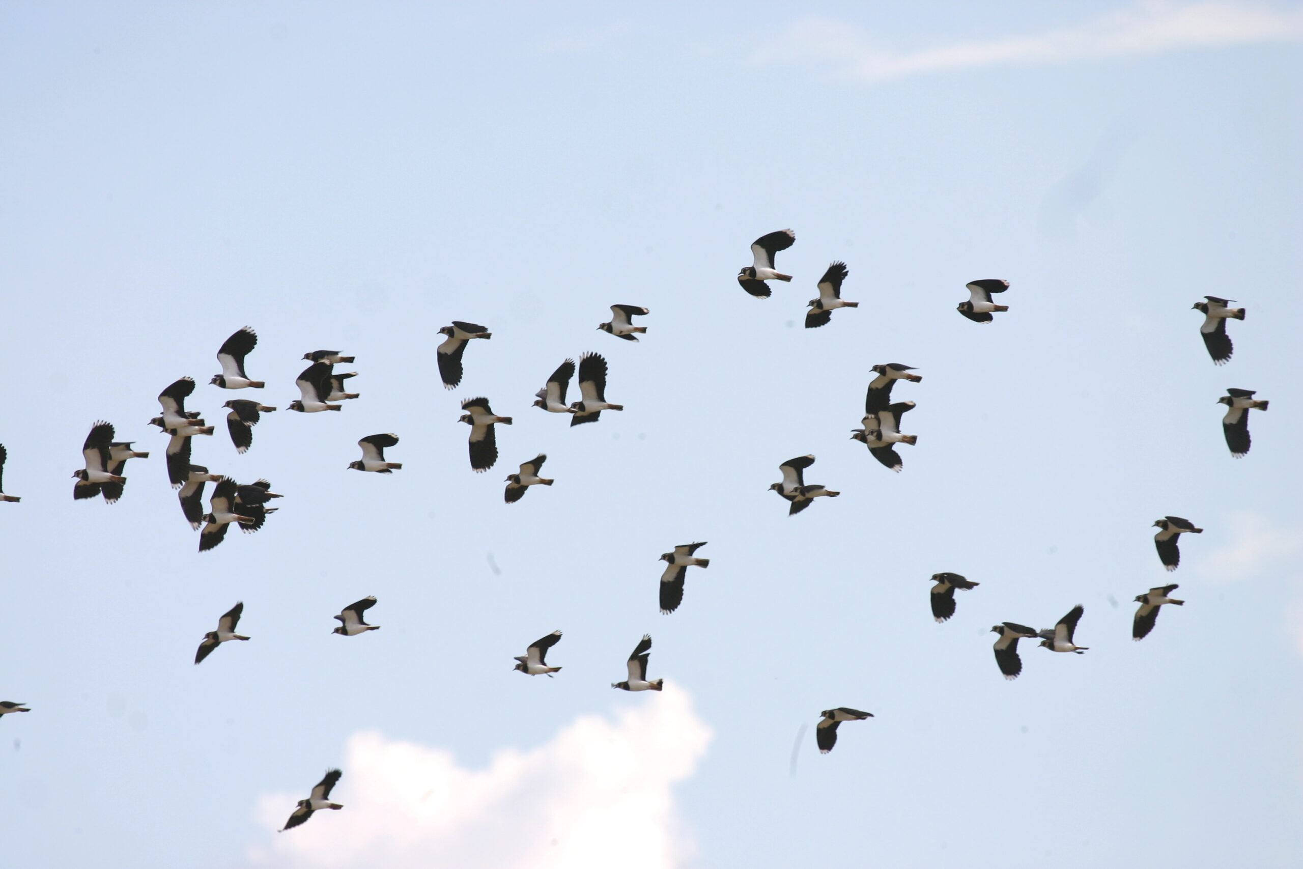 Γιαννήδες (Vanellus vanellus) Λιμνη οροκλινης