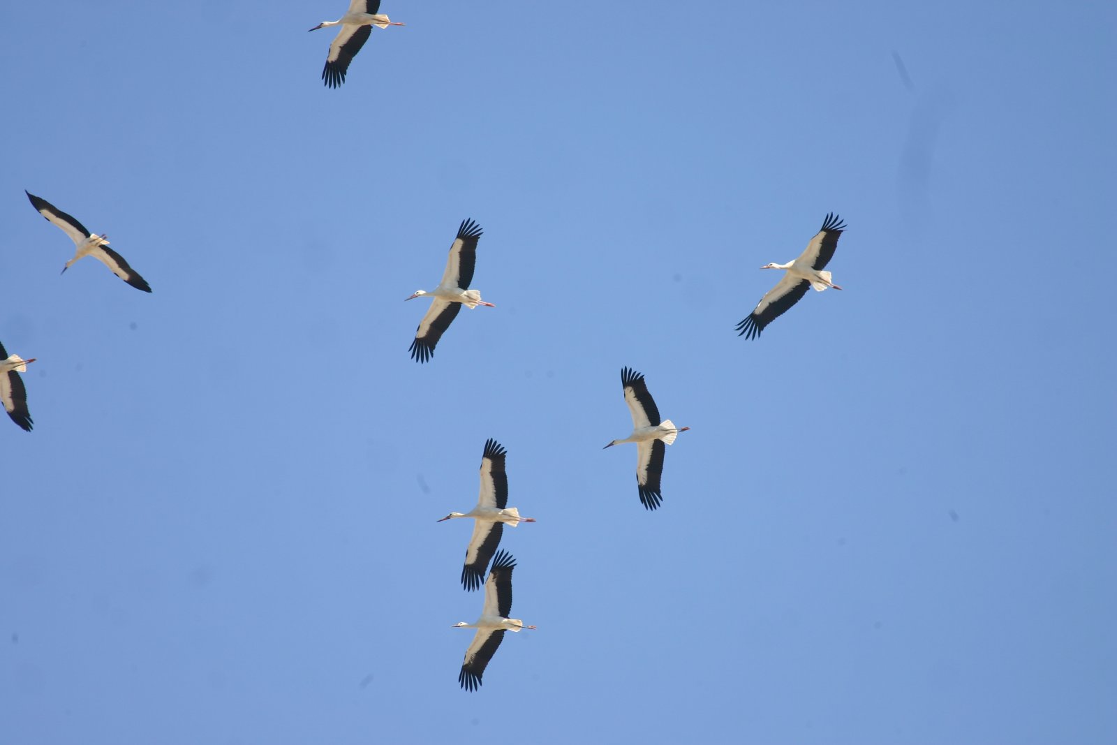 Πελαργοί (Ciconia ciconia) Nicos Kassinis