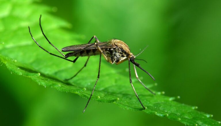 Συνεχίζονται οι ψεκασμοί για τα κουνούπια «Aedes aegypti» στη Λάρνακα