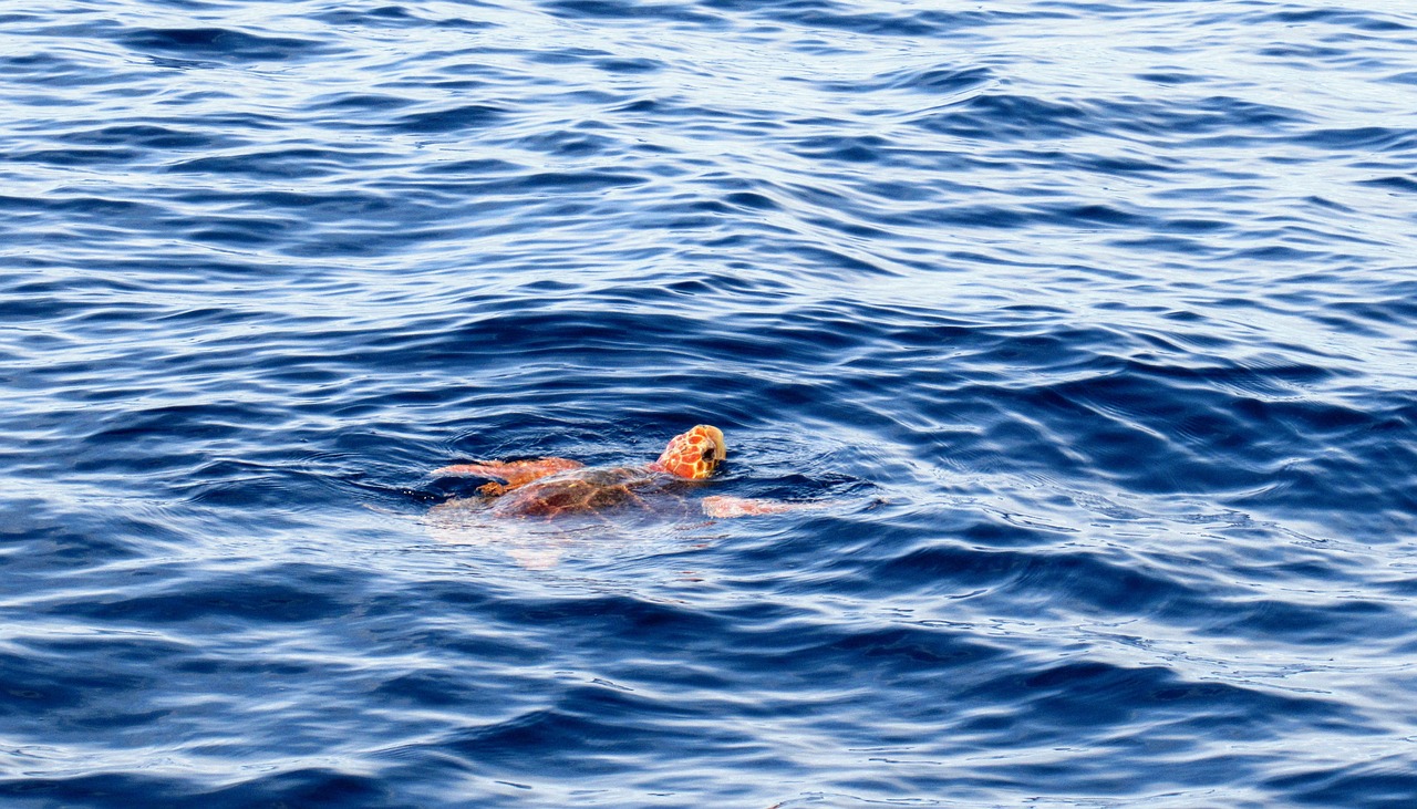 loggerhead-turtle-3091332_1280 caretta caretta