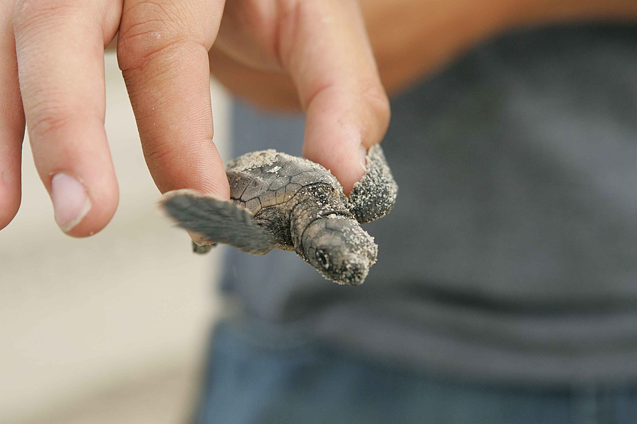 night-387223_1280 caretta caretta