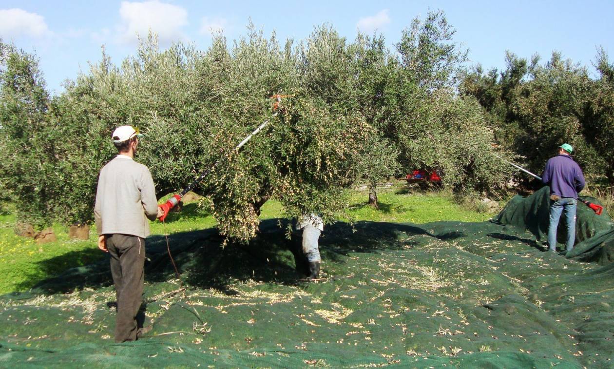 Μαστίζει και τις κυπριακές ελιές η ακαρπία (ΒΙΝΤΕΟ)