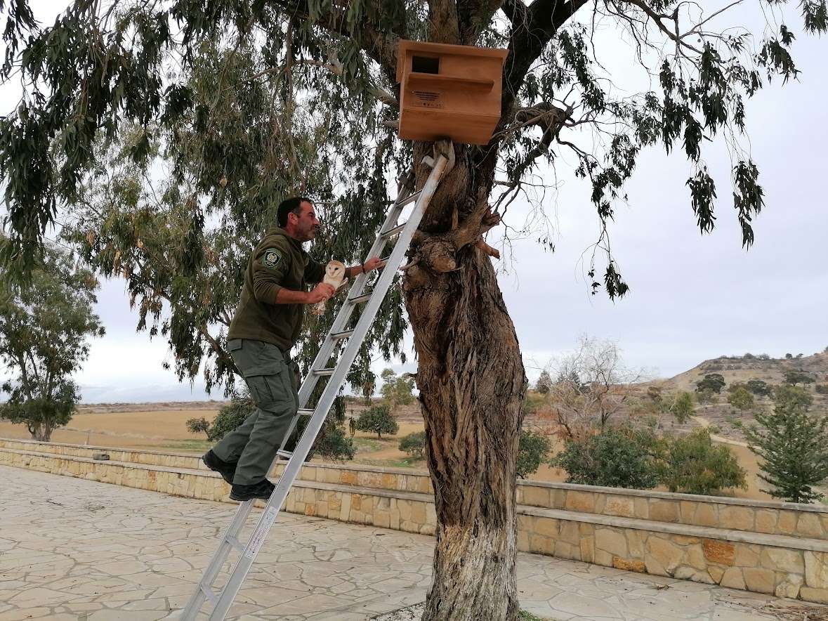 Απελευθέρωσαν ανθρωποπούλια και τοποθέτησαν τεχνητές φωλιές στην Ορόκλινη