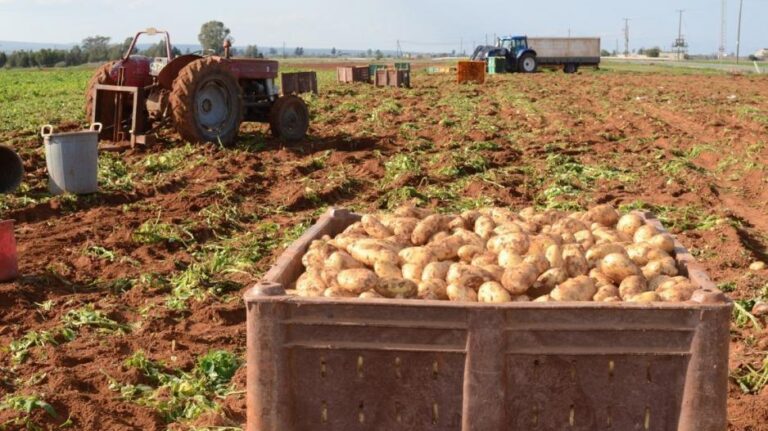 Ζημιές πέραν του 40% προκάλεσαν στις πατατοφυτείες οι βροχές της Τρίτης