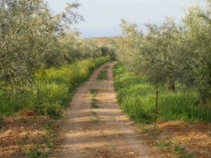 Έκανε αίτηση εγγραφής αγροτικού δρόμου πριν 30 χρόνια και… ακόμη εξετάζεται