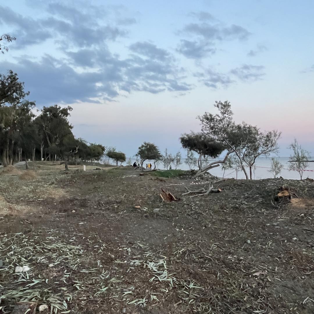 ΒΙΝΤΕΟ: Φυτεύουν νέους ευκάλυπτους, μετά το κόψιμο των ακακίων στο Δασούδι