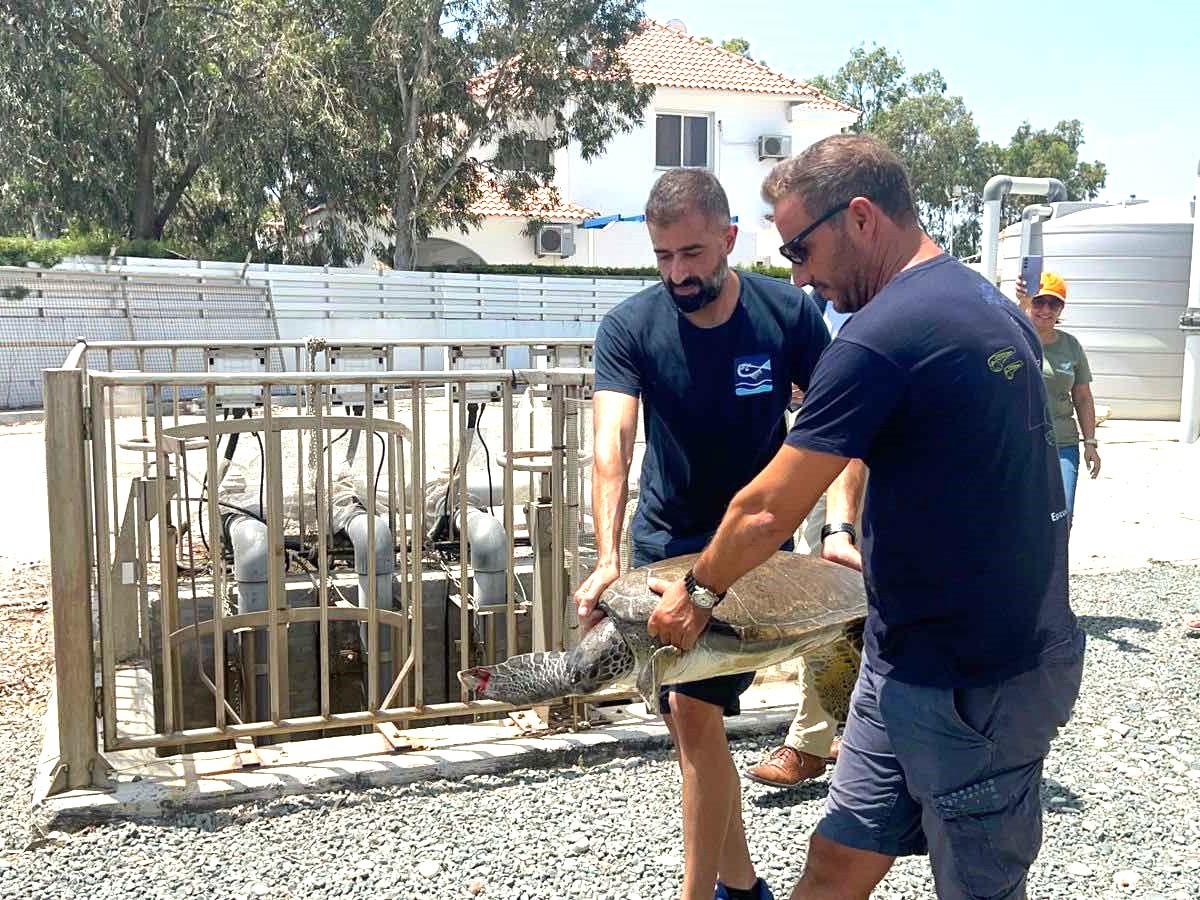 Απελευθέρωση χελώνας μετά από θεραπεία