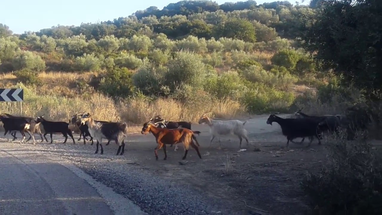 Μετωπική σύγκρουση οδηγού με κοπάδι από αίγες στην Πάφο