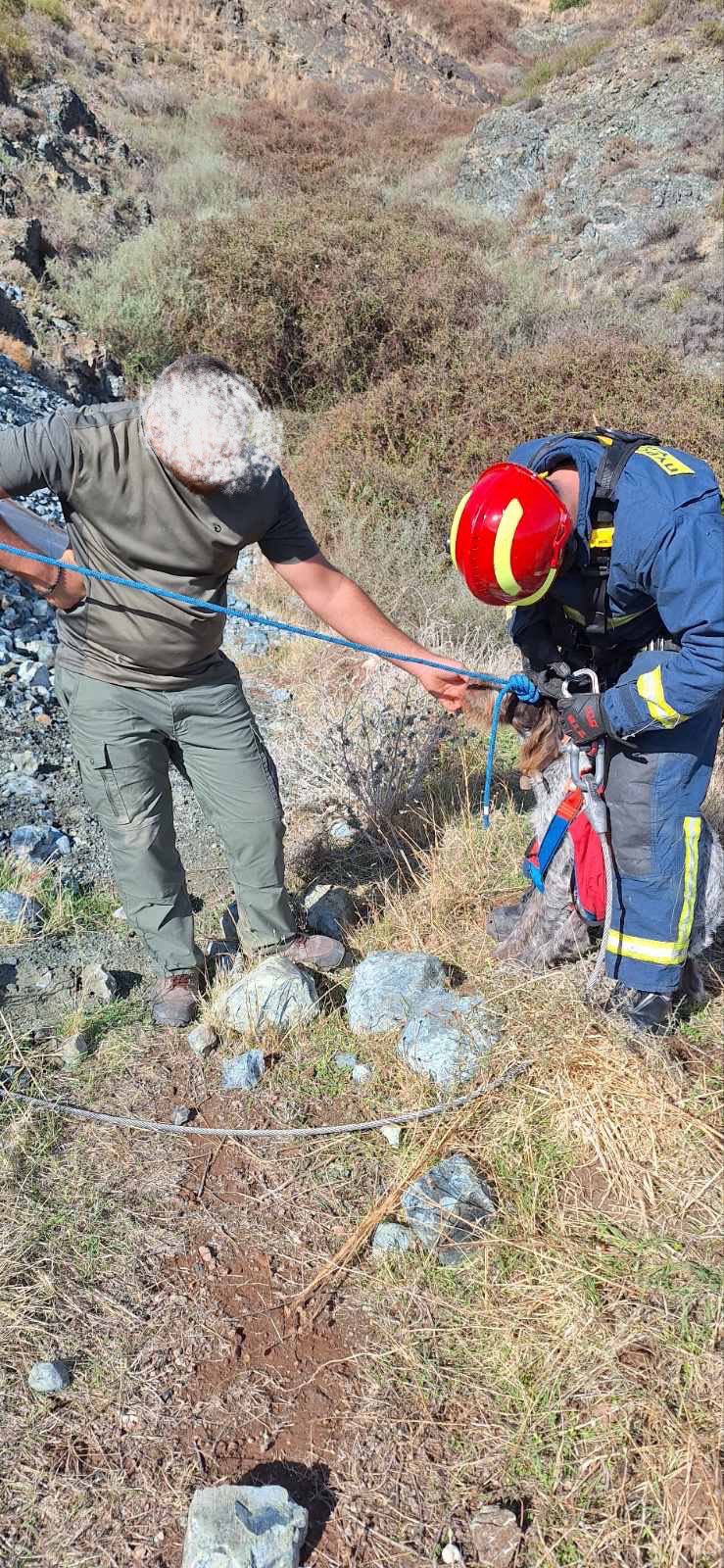 ΦΩΤΟ: Στήθηκε επιχείρηση για διάσωση σκύλου από χαράδρα 20 μέτρων